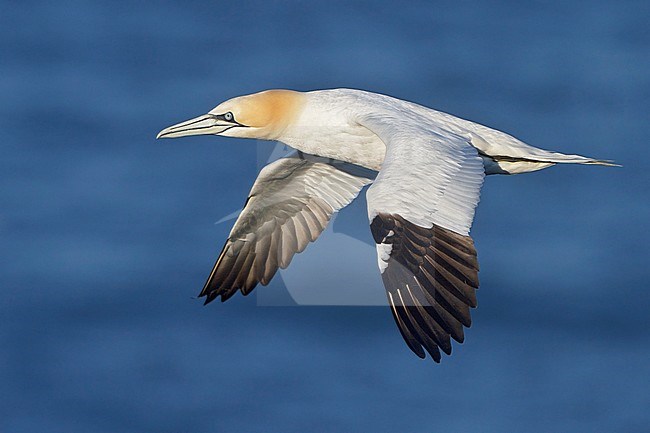 Northern Gannet (Morus bassanus) flying along the coastline of Newfoundland, Canada. stock-image by Agami/Glenn Bartley,