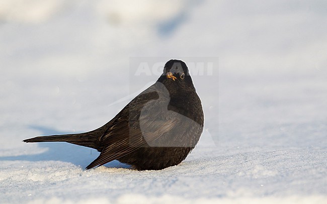 Male Common Blackbird (Turdus merula merula) sitting in snow at Holte, Denmark stock-image by Agami/Helge Sorensen,