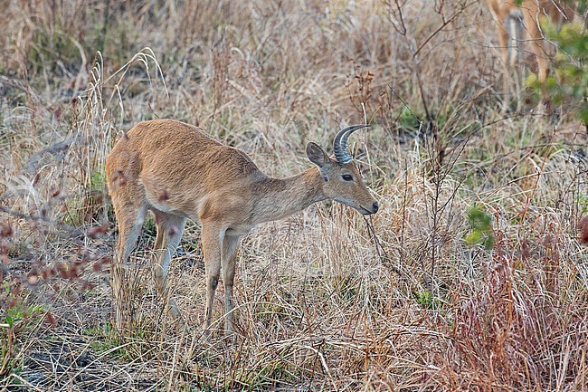 Male Southern reedbuck (Redunca arundinum) in Tanzania. stock-image by Agami/Pete Morris,