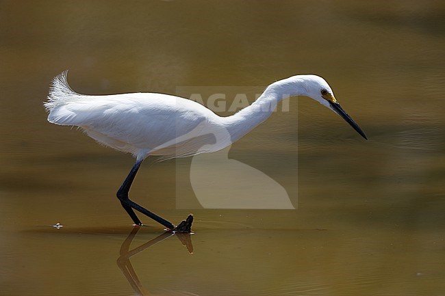 Snowy Egret (Egretta thula), adult hunting in a lake in Everglades NP, Florida, USA stock-image by Agami/Helge Sorensen,