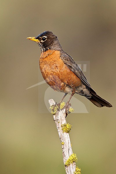 Adult male 
Lake Co., OR
June 2008 stock-image by Agami/Brian E Small,