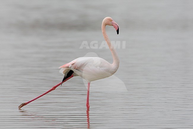 Volwassen Flamingo; Adult Greater Flamingo stock-image by Agami/Daniele Occhiato,