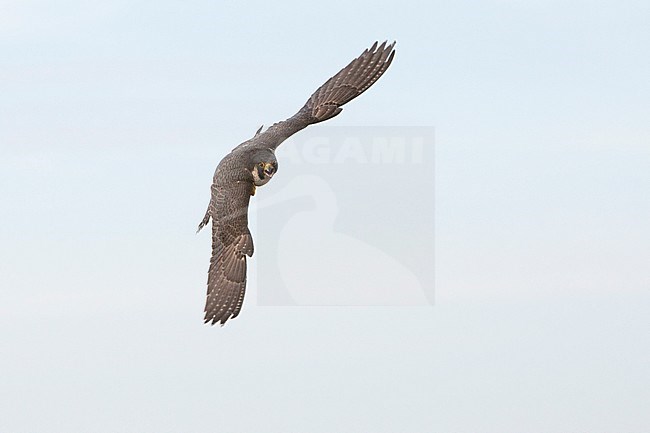 Slechtvalk in vlucht, Peregrine Falcon in flight stock-image by Agami/Wil Leurs,