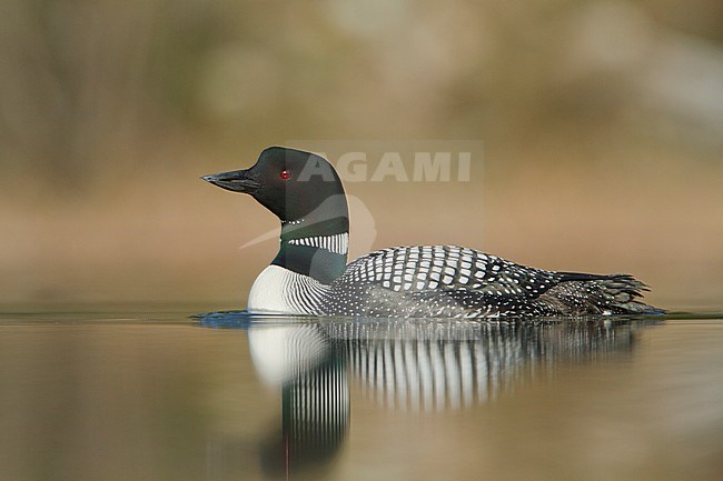 Common Loon (Gavia immer) swimming on a pond in the Okanagan Valley, BC, Canada. stock-image by Agami/Glenn Bartley,