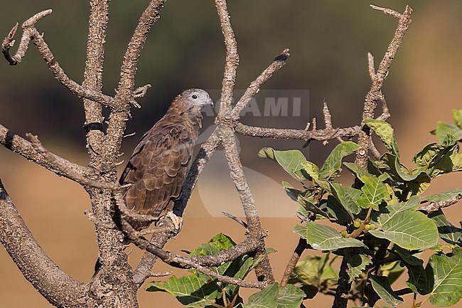 Crested Honey-Buzzard - Schopfwespenbussard - Pernis ptilorhyncus, Oman, adult male stock-image by Agami/Ralph Martin,