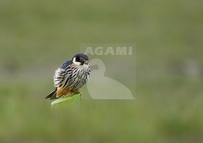 Adult Eurasian Hobby (Falco subbuteo) perched on a wooden pole in the Netherlands. stock-image by Agami/Kris de Rouck,