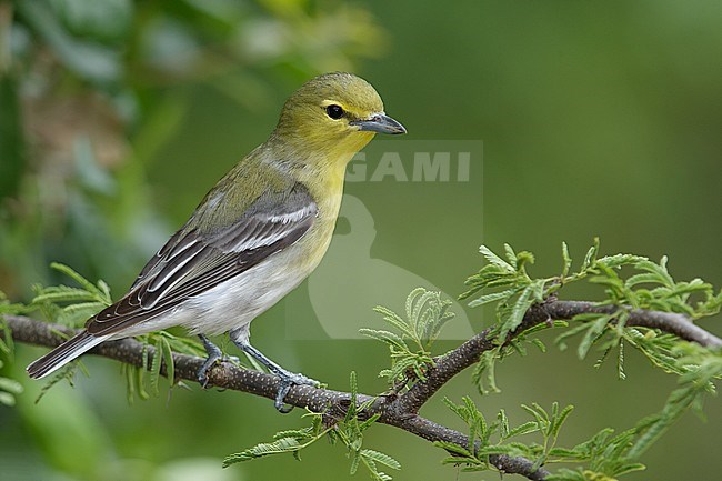 Adult 
Galveston Co., TX
May 2014 stock-image by Agami/Brian E Small,