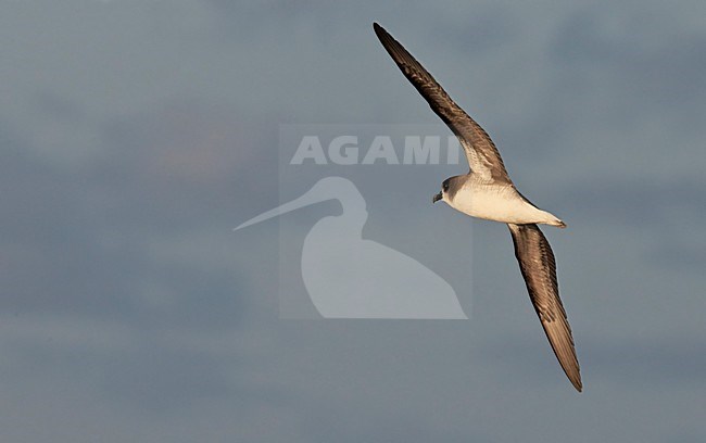Freira in vlucht, Zino\'s Petrel in flight stock-image by Agami/Markus Varesvuo,