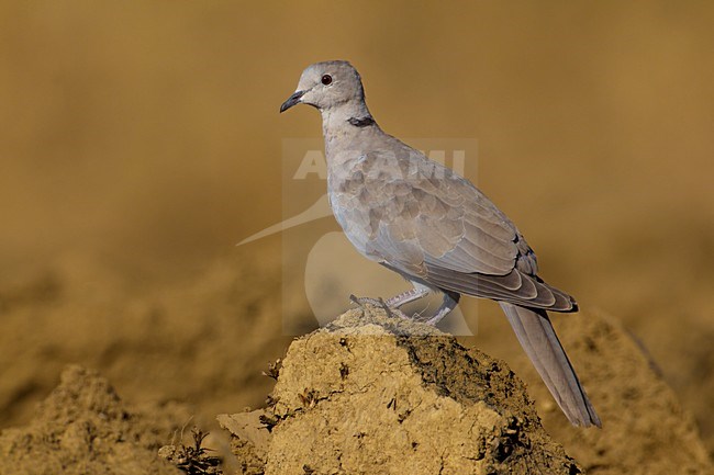 Turkse Tortel in een akker; Eurasian Collared Dove in a field stock-image by Agami/Daniele Occhiato,