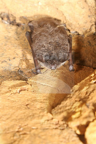 Meervleermuis in winterslaap, stock-image by Agami/Theo Douma,