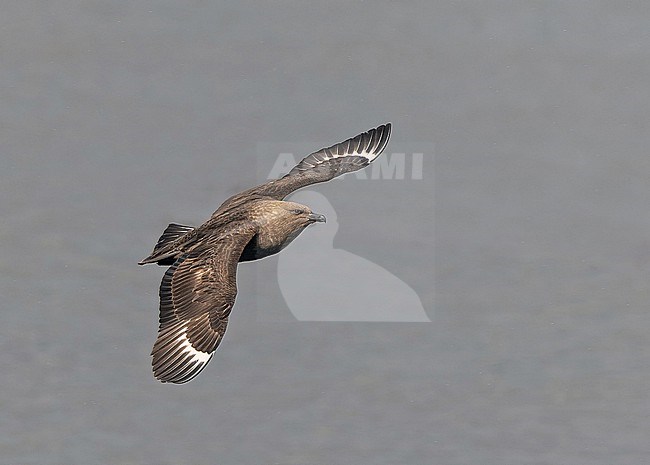 Adult South Polar Skua Stercorarius maccormicki) in Southern Argentina. stock-image by Agami/Pete Morris,