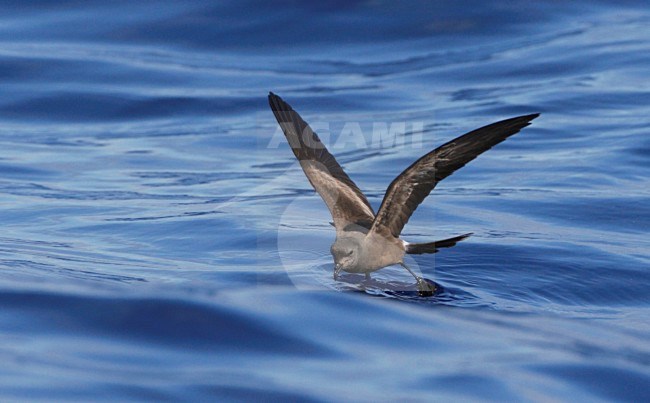 Vaal Stormvogeltje, Leachs Storm-petrel, Oceanodroma leucorhoa stock-image by Agami/Mike Danzenbaker,