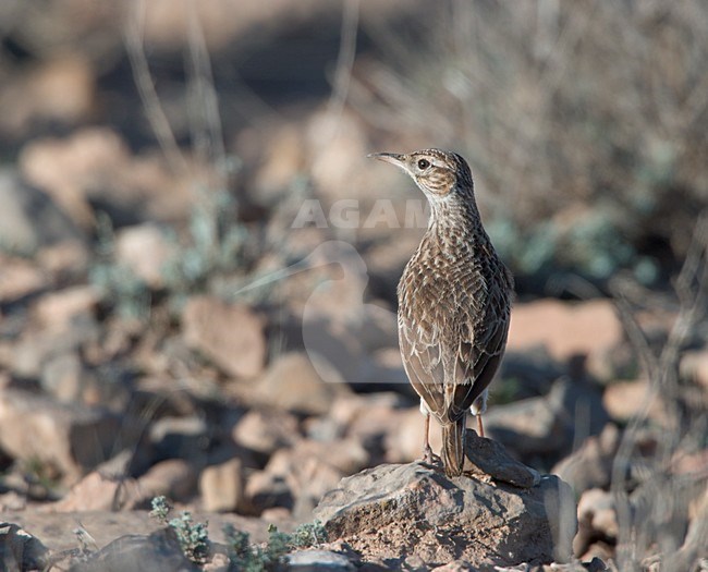 Duponts Leeuwerik zittend op droge stenige grond van semi woestijn of steppe. Dupont's Lark sitting on dry stony ground of semi desert or steppe stock-image by Agami/Ran Schols,