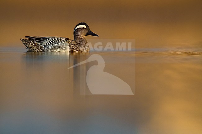 Adult male Garganey (Anas querquedula) during spring migration on a lake in Italy. Swimming on the water in early morning light. stock-image by Agami/Daniele Occhiato,