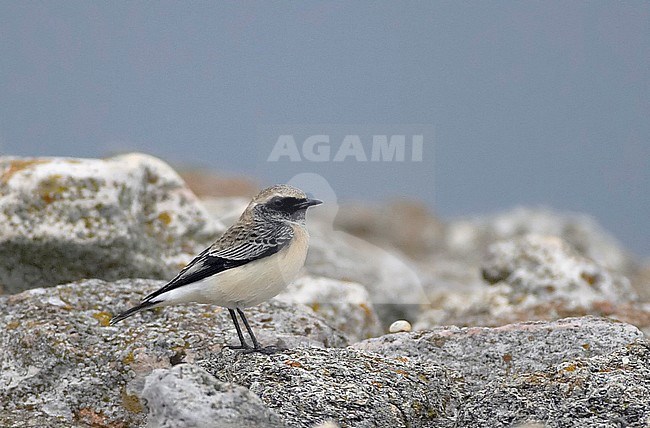 Onvolwassen mannetje Bonte Tapuit, Immature male Pied Wheatear stock-image by Agami/Tomi Muukkonen,