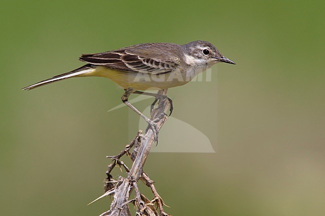 Gele Kwikstaart, Yellow Wagtail stock-image by Agami/Daniele Occhiato,