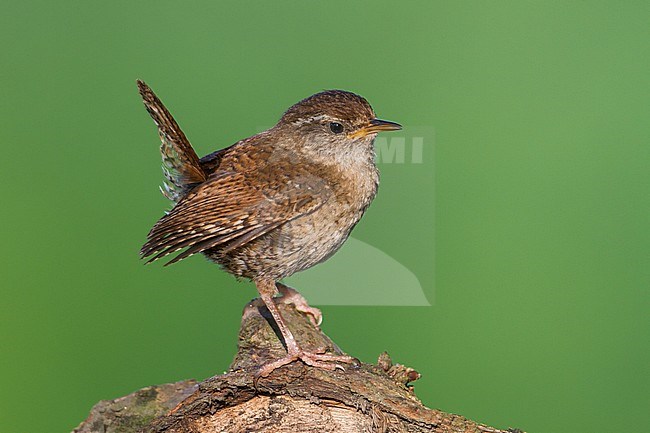 Northern Wren - Zaunkönig - Troglodytes troglodytes ssp. troglodytes, Germany, 1st cy stock-image by Agami/Ralph Martin,