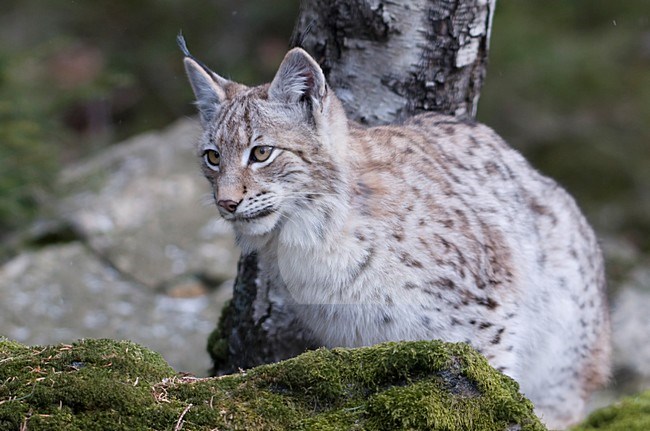 Lynx in gevangenschap; Captive Eurasian Lynx stock-image by Agami/Han Bouwmeester,