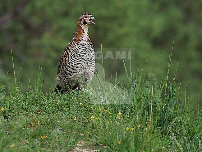 Calling male Tibetan partridge (Perdix hodgsoniae) on Tibetan plateau, Qinghai, China. stock-image by Agami/James Eaton,