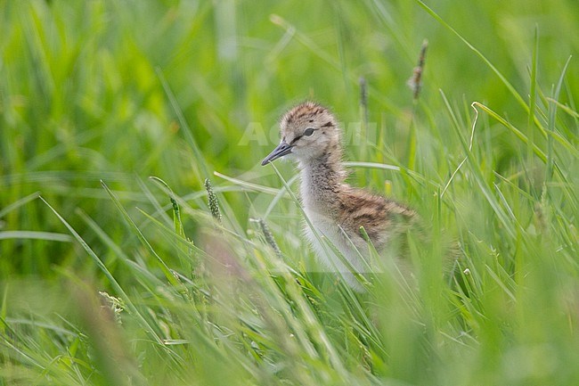 Chick from Common Redshank stock-image by Agami/Menno van Duijn,