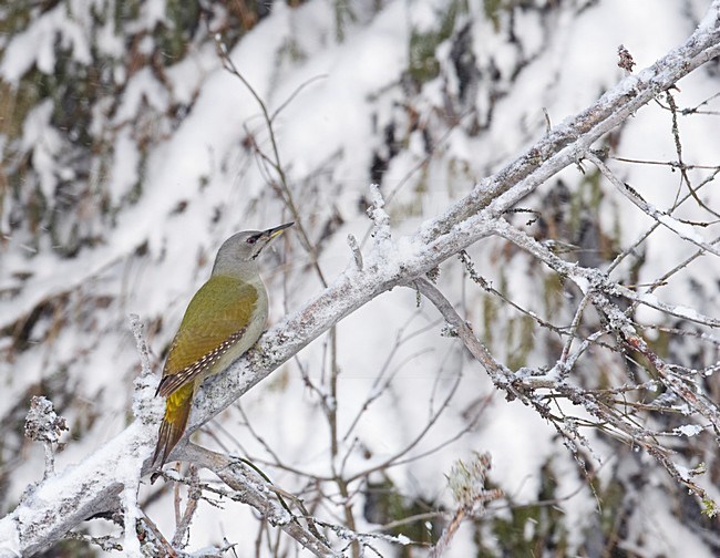 Vrouwtje Grijskopspecht in winters landschap; Female Grey-headed Woodpecker in winter stock-image by Agami/Markus Varesvuo,