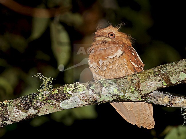 Filippijnse Kikkerbek zittend in boom, Philippine Frogmouth perched in tree stock-image by Agami/Pete Morris,