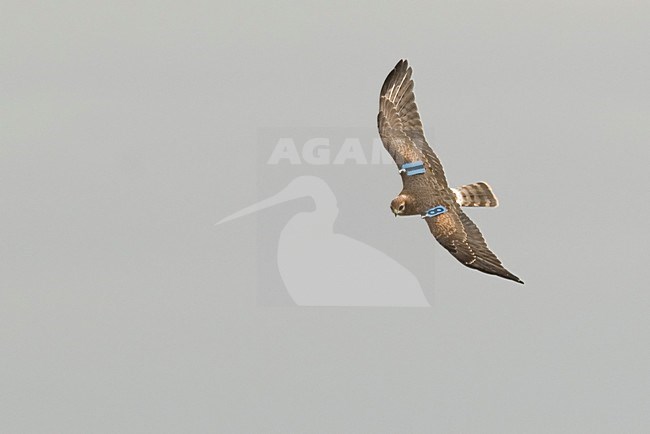 Montagus Harrier with wing tag, Grauwe Kiekendief met vleugel merk stock-image by Agami/Han Bouwmeester,