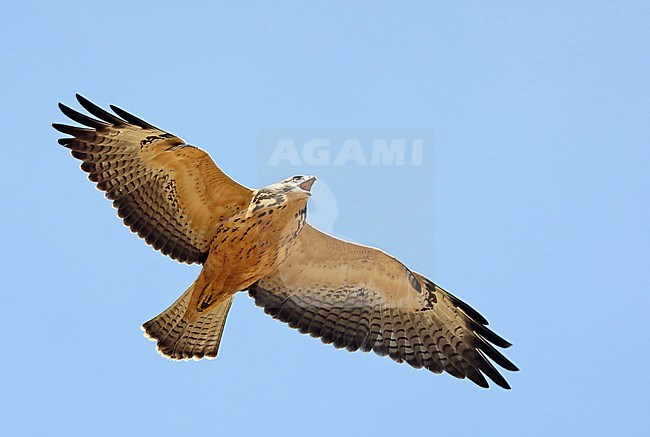 Juvenile pale morph Swainson's hawk (Buteo swainsoni) in flight, seen from below. stock-image by Agami/Nils van Duivendijk,