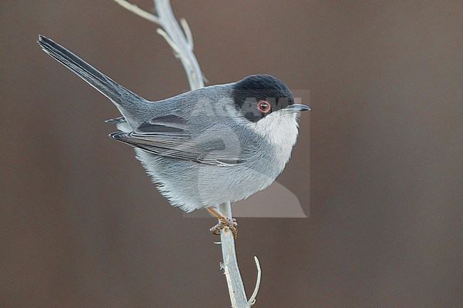 Sardinian Warbler (Sylvia melanocephala), side view of an adult male perched on a stem, Campania, Italy stock-image by Agami/Saverio Gatto,