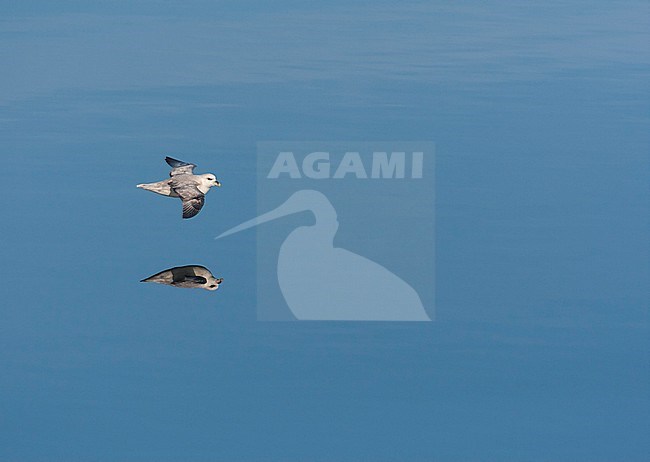 Northern Fulmar (Fulmarus glacialis) in flight at Svalbard, Arctic Norway. Flowing low over arctic blue water with perfect reflection. stock-image by Agami/Marc Guyt,