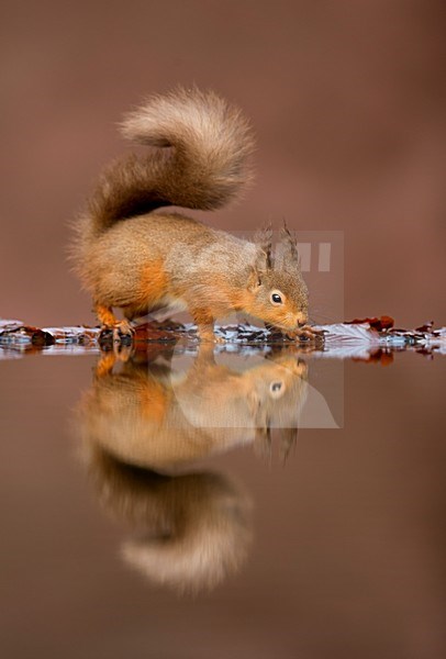 Eekhoorn met spiegelbeeld in water, Red Squirrel with reflection in water stock-image by Agami/Danny Green,