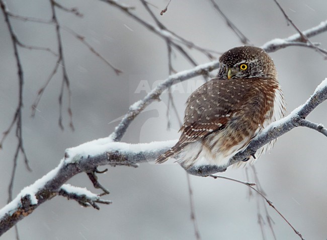 Dwerguil op besneeuwde tak; Eurasian Pygmy Owl on snowy branch stock-image by Agami/Markus Varesvuo,