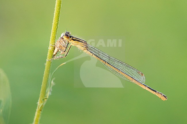 Blue-tailed Damselfly (Ischnura elegans), side view of a female perched on a stem, Campania, Italy stock-image by Agami/Saverio Gatto,