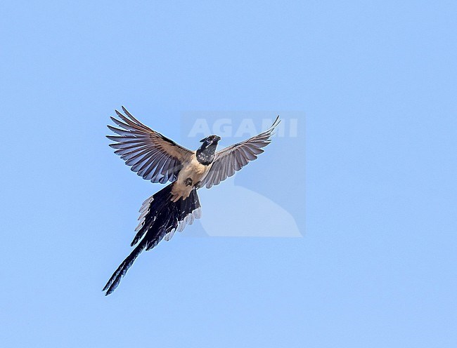 Stunning Black-throated magpie-jay (Calocitta colliei) in flight In Mexico. stock-image by Agami/Pete Morris,