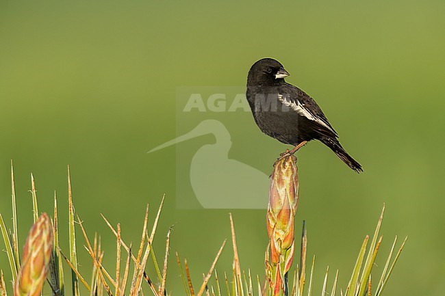 Adult male breeding
Weld Co., CO
June 2023 stock-image by Agami/Brian E Small,