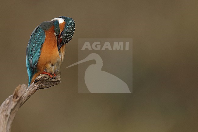 Juvenile or female Common Kingfischer (Alcedo atthis) perching on a branch and preen its feathers stock-image by Agami/Mathias Putze,