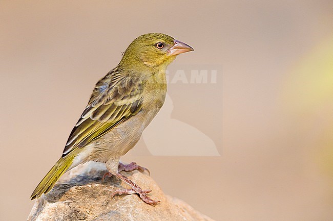 Ruppell's Weaver (Ploceus galbula), perched on a branch, Ayn Hamran, Dhofar, Oman stock-image by Agami/Saverio Gatto,