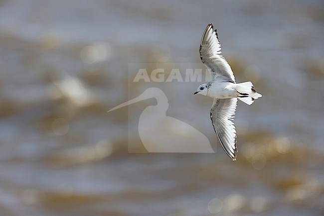 flying Ross's Gull stock-image by Agami/Chris van Rijswijk,