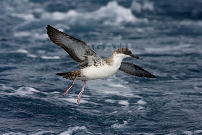 Great Shearwater flying; Grote Pijlstormvogel vliegend stock-image by Agami/Marc Guyt,