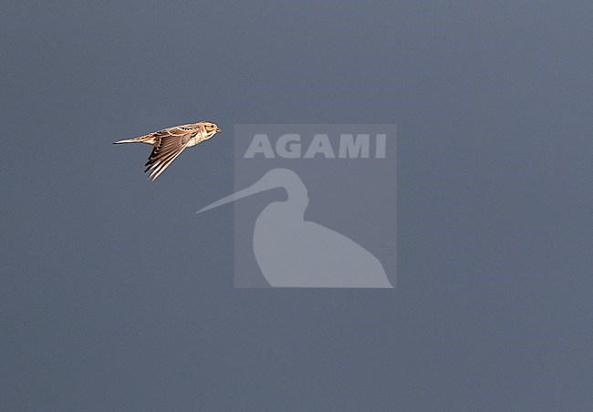 Calling Lapland Longspur (Calcarius lapponicus) during autumn migration, in flight against dark rain clouds as background in the Netherlands stock-image by Agami/Marc Guyt,