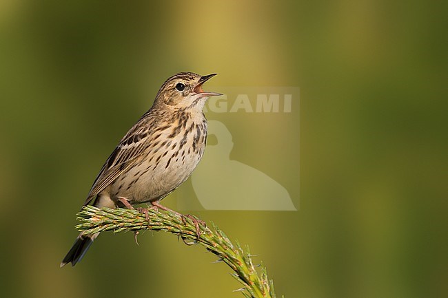 Tree Pipit - Baumpieper - Anthus trivialis ssp. trivialis, Russia stock-image by Agami/Ralph Martin,