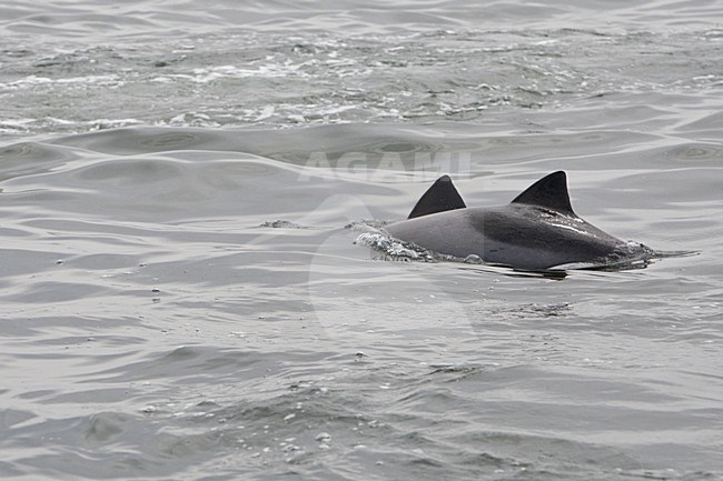 Heavisidedolfijn bij de kust van Walvisbaai Namibie, Heaviside's Dolphin near the coast of Walvisbaai Namibia stock-image by Agami/Wil Leurs,