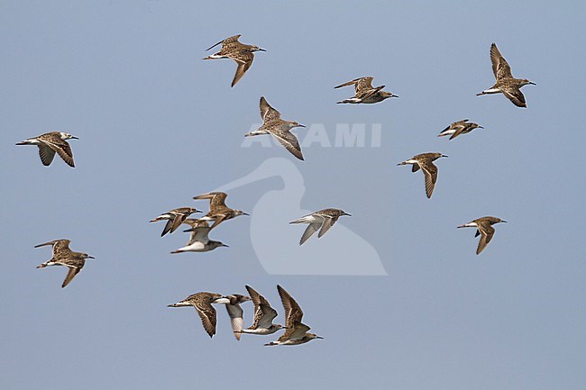 Ruff - Kampfläufer - Philomachus pugnax, Oman, adult stock-image by Agami/Ralph Martin,