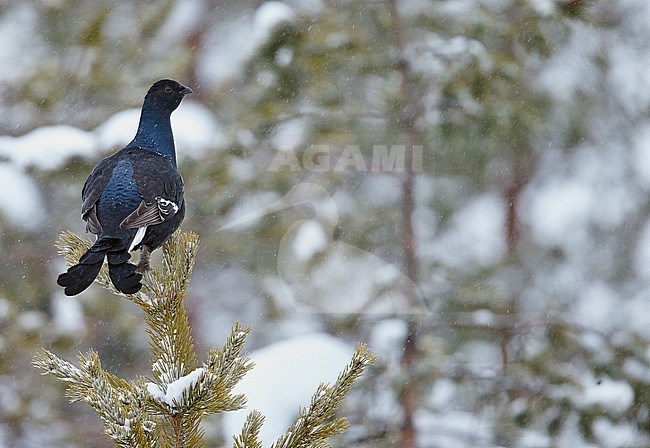 Korhoen zittend in boom; Black Grouse perched in tree stock-image by Agami/Markus Varesvuo,
