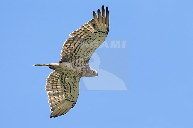 Adulte Slangenarend in vlucht; Short-toed Eagle adult in flight stock-image by Agami/Daniele Occhiato,