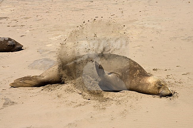 Noordelijke Zeeolifant zandbad nemend; Northern Elephant Seal taking a sandbath stock-image by Agami/Martijn Verdoes,