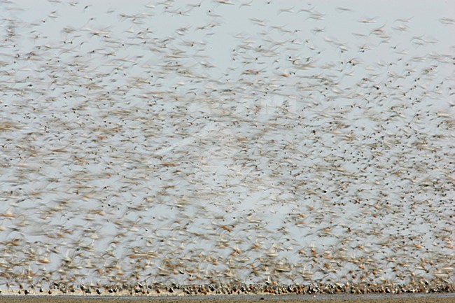 Steltlopers op hoogwatervluchtplaats; Waders at high tide stock-image by Agami/Menno van Duijn,