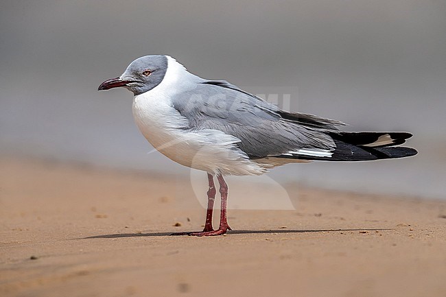 near adult or second summer Grey-headed Gull (Chroicocephalus cirrocephalus poiocephalus) aka Grey-hooded Gull perched on a bank, near Iwik, Banc d'Arguin, Mauritania. stock-image by Agami/Vincent Legrand,