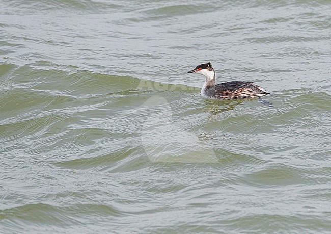 Wintering adult Slavonian Grebe (Podiceps auritus) in the North Sea between the piers of IJmuiden, Netherlands stock-image by Agami/Marc Guyt,