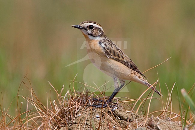 Whinchat perched; Paapje zittend stock-image by Agami/Daniele Occhiato,